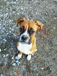 High angle portrait of dog