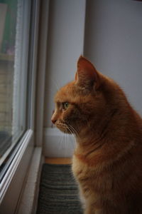 Close-up of a cat looking away