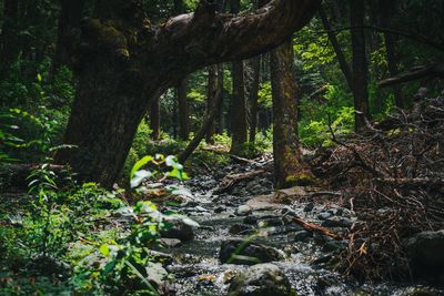 Trees growing in forest
