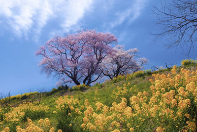 Cherry blossom tree on field during autumn