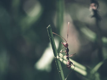 Close-up of insect on leaf