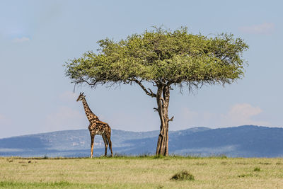 Giraffe standing by tree on land against sky