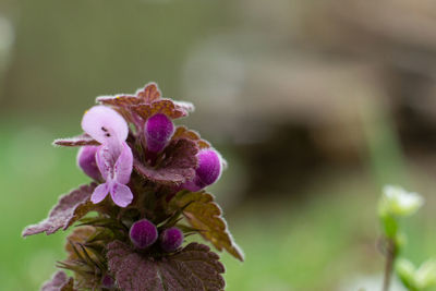 Close-up of fresh purple flowering plant