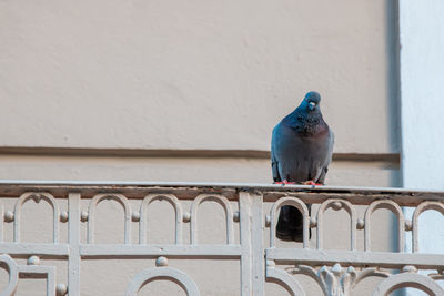 Close-up of bird perching on railing