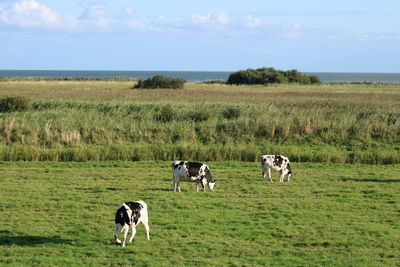 Cows standing in a field