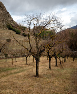 Bare trees on field against sky