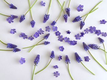 Close-up of purple flowering plant against white background