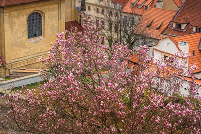 Pink flowering plant against building