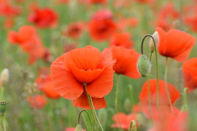 Close-up of red poppy flowers