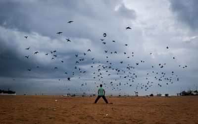 Flock of birds flying over man on beach against sky