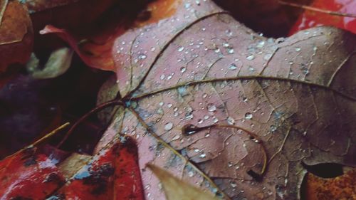 Close-up of leaves on twig