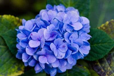 Close-up of purple flowers blooming