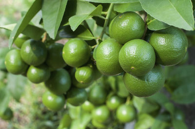 Close-up of fruits growing on tree