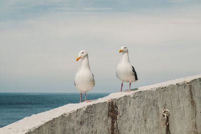 Seagulls perching on a sea shore against sky