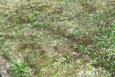 High angle view of flowering plants on land