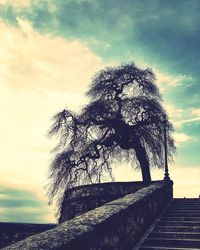 Low angle view of tree against sky