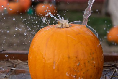 Close-up of water drops on orange