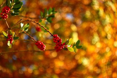 Close-up of red flower tree