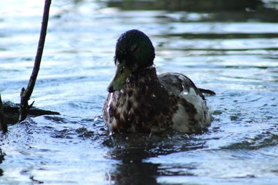 Close-up of duck swimming on lake