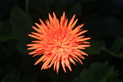 Close-up of flower blooming outdoors