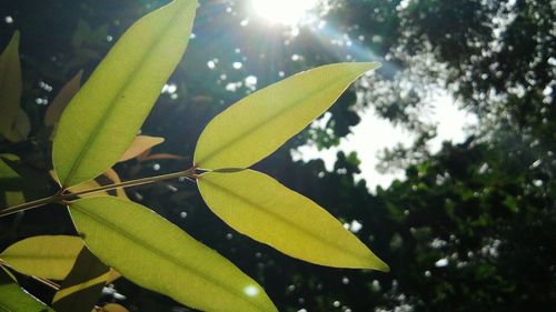 Close-up of fresh green leaves against sky