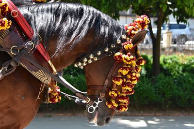 Close-up of an horse in a ridding parade