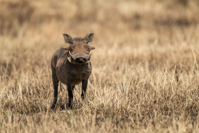 Common warthog eyes camera from burnt grass