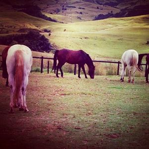 Horses grazing in a landscape