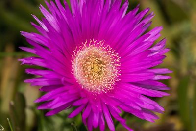 Close-up of flower