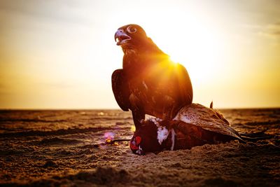 Falcon after catching another bird at the sunset