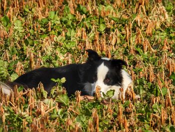 Portrait of black dog lying on land