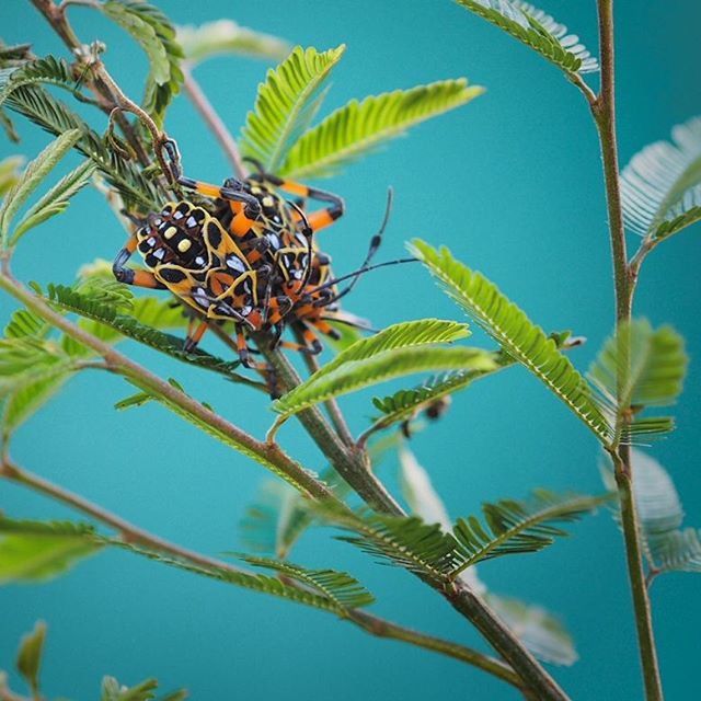 growth, plant, leaf, close-up, nature, stem, low angle view, blue, green color, focus on foreground, clear sky, day, beauty in nature, freshness, branch, outdoors, growing, sunlight, spiked, no people