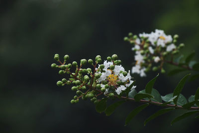 Close-up of white flowering plant