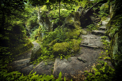 Trees in forest