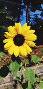 Close-up of yellow flower