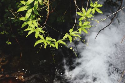 Close-up of plants against blurred background