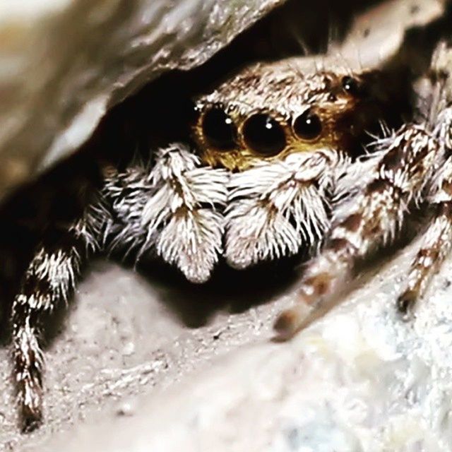 Ig_spider