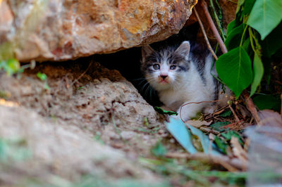 Portrait of a kitten