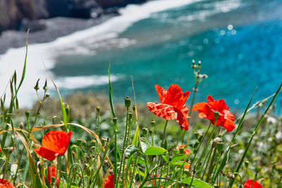 Close-up of red poppy flowers