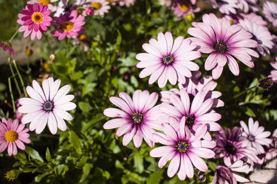 Close-up of cosmos flowers blooming outdoors