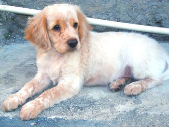 Close-up of puppy sitting outdoors