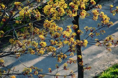 Close-up of flower tree against sky