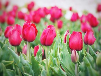 Close-up of red tulips