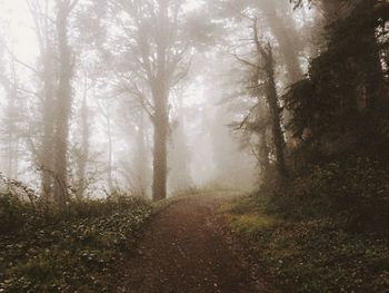 Trees in forest during foggy weather