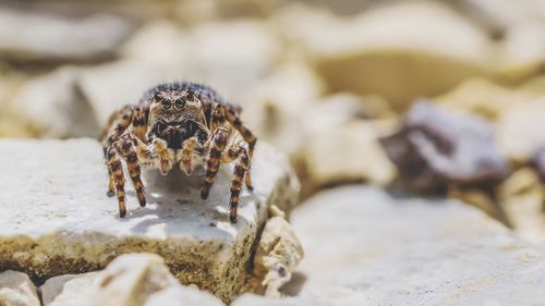 Close-up of spider