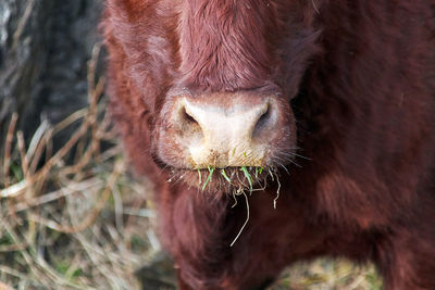 Close-up of a cow