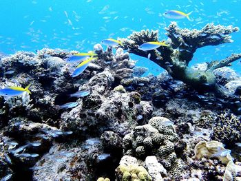 Close-up of fish swimming undersea