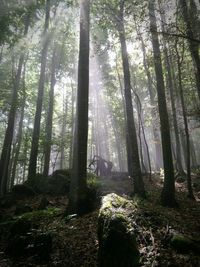 Trees in forest