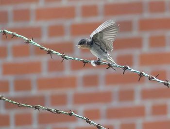 Close-up of bird perching on barbed wire