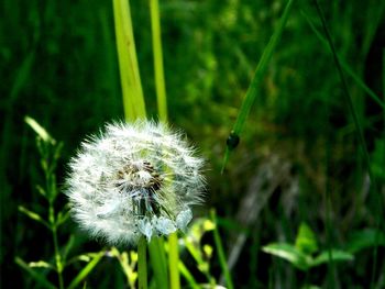 Close-up of dandelion blooming outdoors